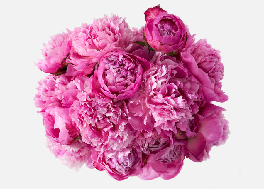 Full View of Double The Peony image number 1